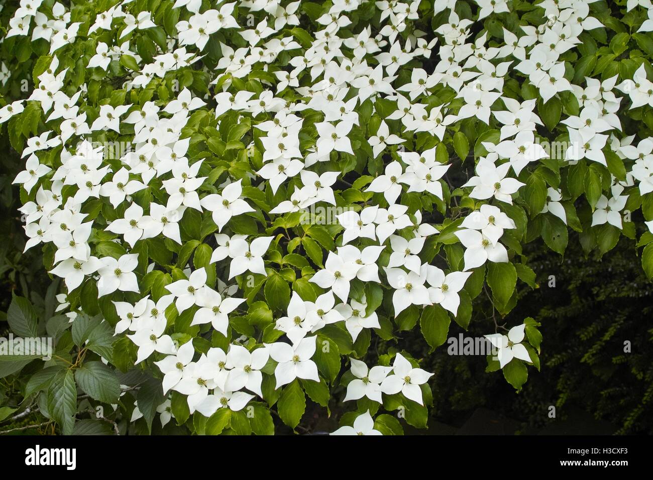 Flores blancas de madera de perrito, Blumenhartriegel, Blütenhartriegel (Cornus cousa). Utilizable para fondos, fondos de escritorio, tarjetas de boda Foto de stock