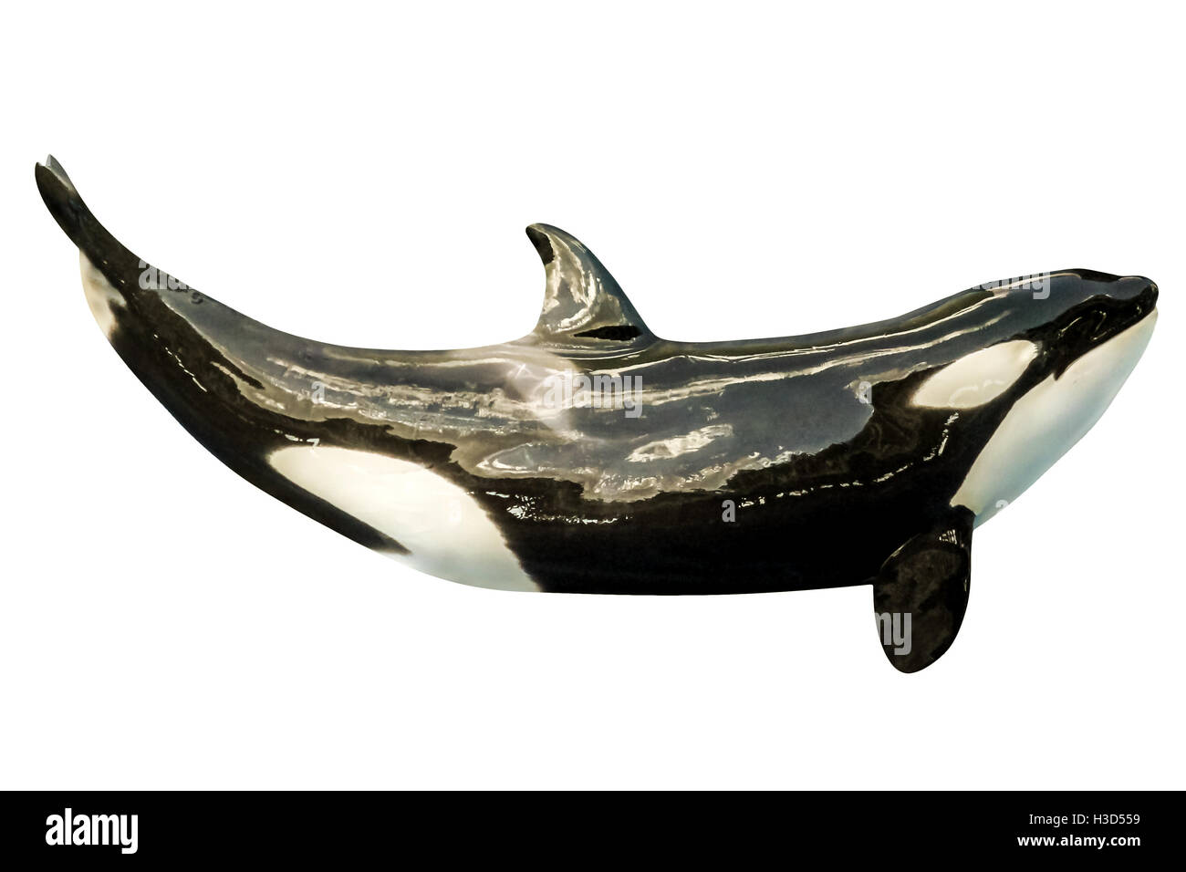 Killer whale aislado Foto de stock