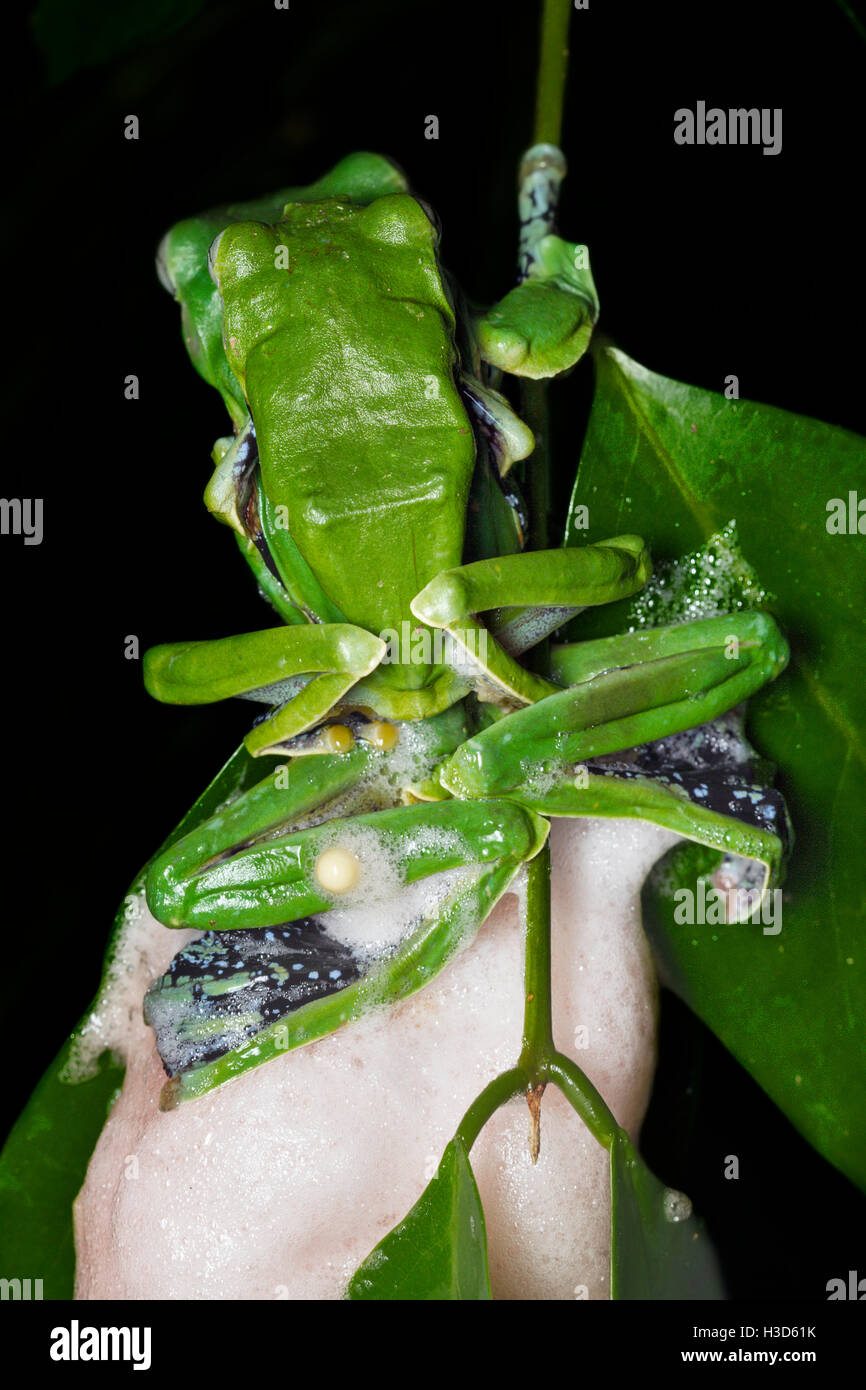 Par de acoplamiento que presentan un dimorfismo sexual Norhayati's Flying Frog en amplexus en la selva tropical de Malasia Foto de stock