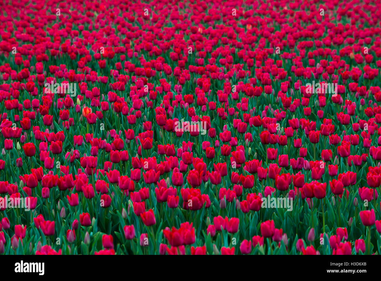Tulipans, Osorno, Chile. tulip, tulipanes Foto de stock