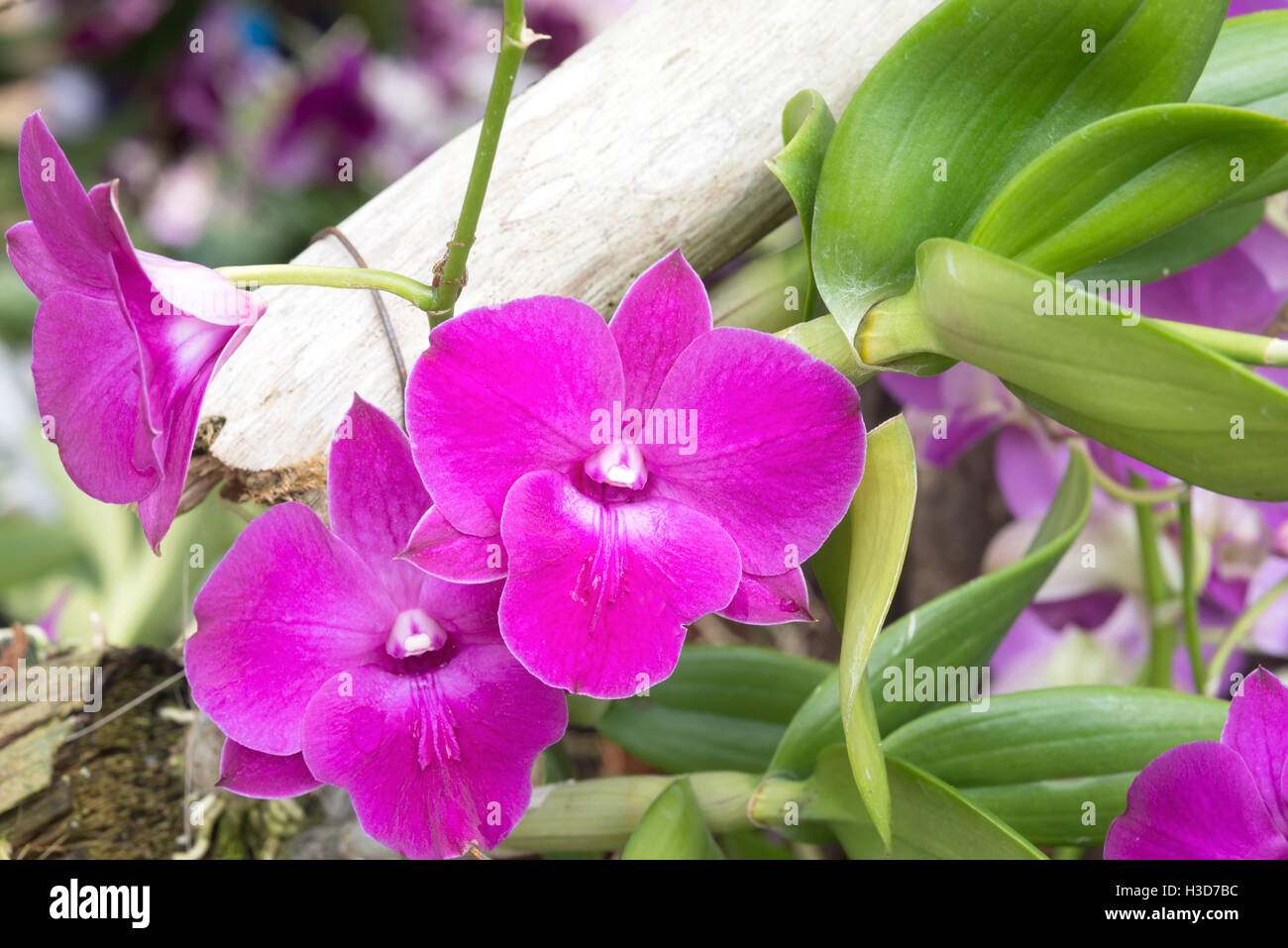 Flor De Orquídeas Naturales En El Jardín Orquídeas Tailandesas. Orquídeas  Híbridas Para El Diseño De Conceptos De Belleza Y Agricu Foto de archivo -  Imagen de agricultura, resorte: 183360054