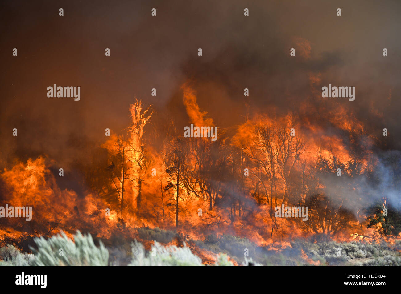 Phelan, CA, EE.UU. 17 Aug, 2016. El azul corta fuego arde en el segundo día  de agosto 17th, 2016 en el San Bernardino National Forest y alrededor de  Phelan y Wrightwood, CA.
