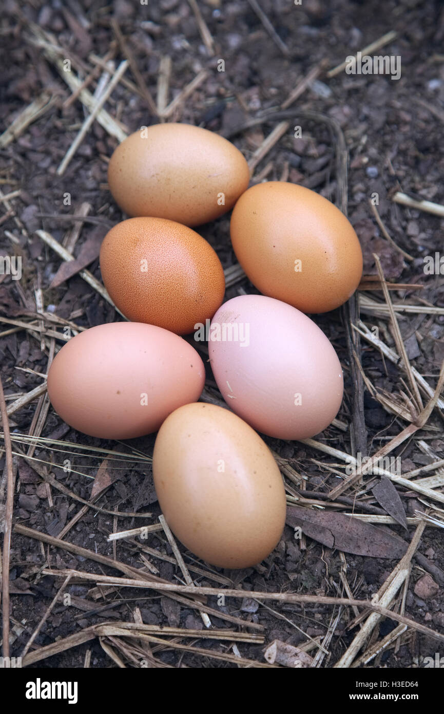 Huevos de aves híbridas - cobre negro cruz Marans Buff Sussex Foto de stock