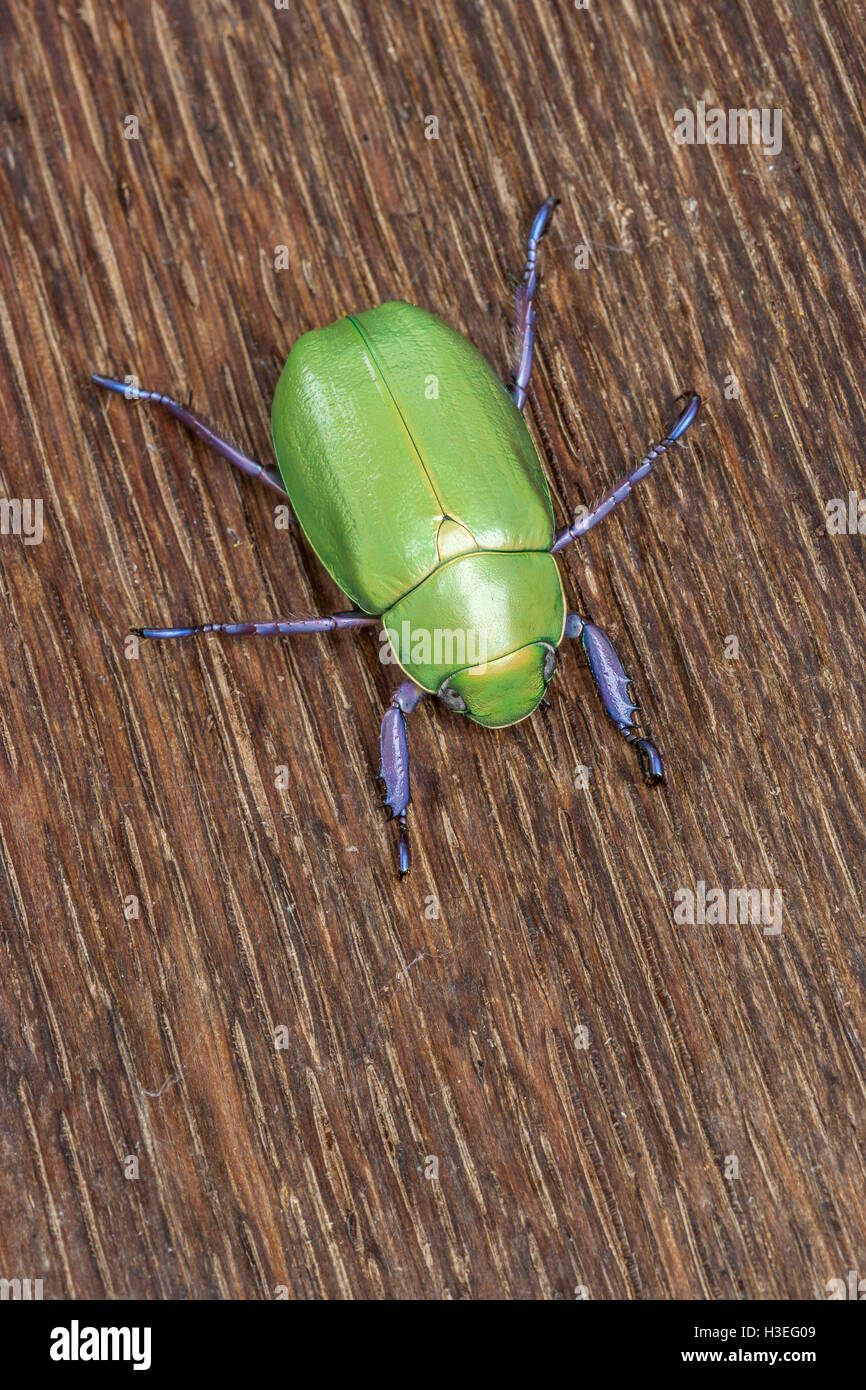 Beyer joyas del escarabajo escarabajo Chrysina beyeri, en madera de roble. Se encuentra en las montañas, cañones y estribaciones del sudeste de Arizona. Foto de stock