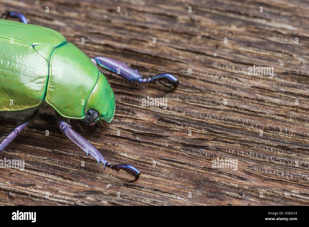 Beyer joyas del escarabajo escarabajo Chrysina beyeri, en madera de roble. Se encuentra en las montañas, cañones y estribaciones del sudeste de Arizona. Foto de stock