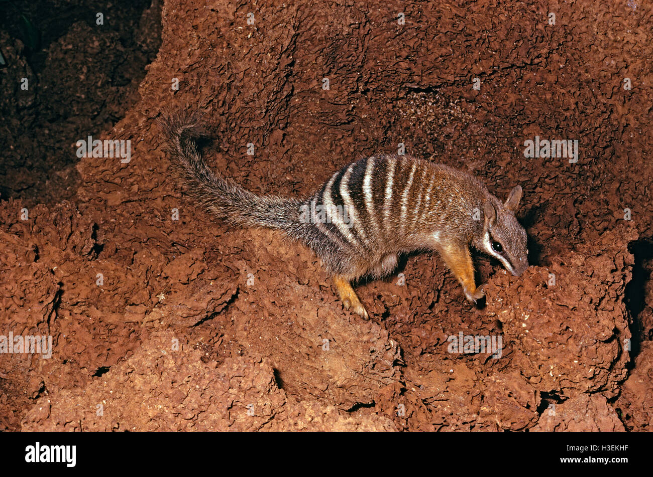 Numbat (myrmecobius fasciatus), alimentándose en termitero Suroeste de Australia occidental. Foto de stock
