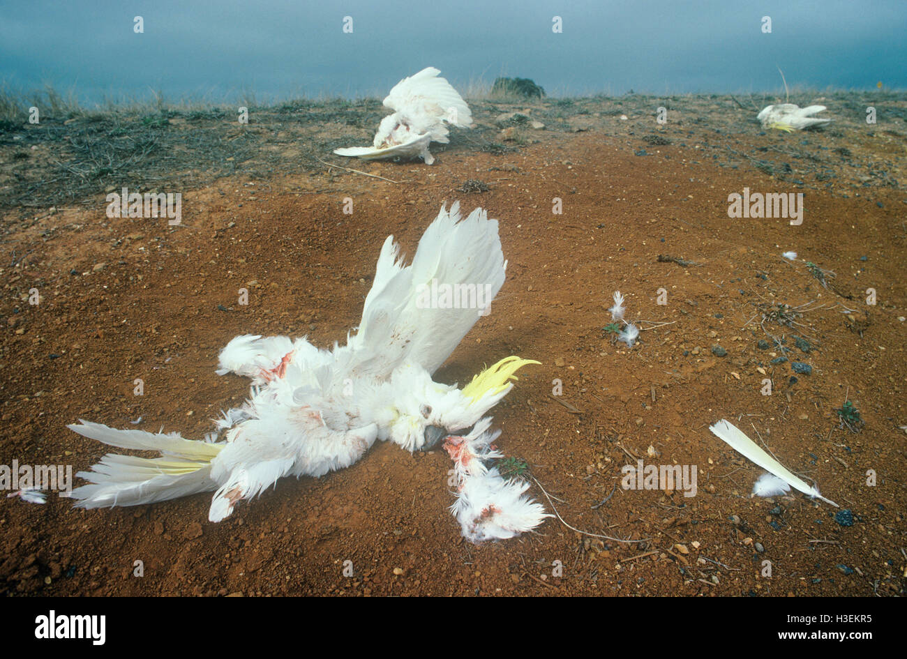 Azufre-cresta cacatúas blancas (Cacatua galerita), pájaros muertos envenenados por los agricultores y comidos por los gatos salvajes en Australia. Foto de stock