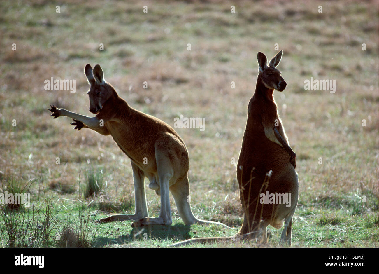Canguros rojos (macropus rufus), par, lamiendo las armas se enfríe por evaporación. oeste de Nueva Gales del Sur, Australia Foto de stock