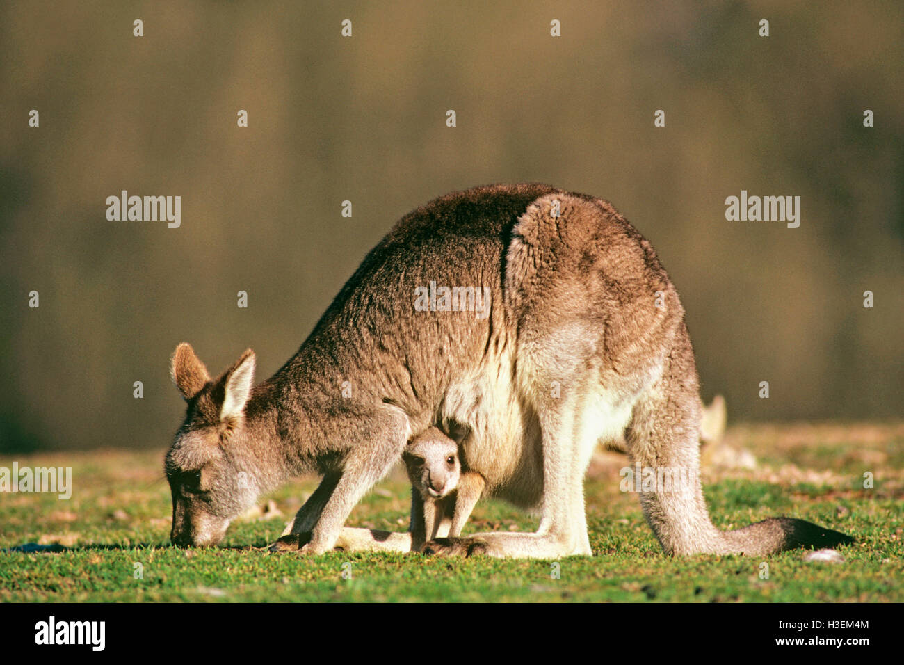 El canguro gris oriental (macropus giganteus), madre con Joey en bolsa. este de New South Wales, Australia Foto de stock