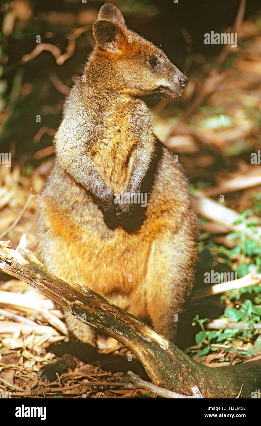 Pantano wallaby (wallabia bicolor), en la costa oriental de Australia woodland. Foto de stock