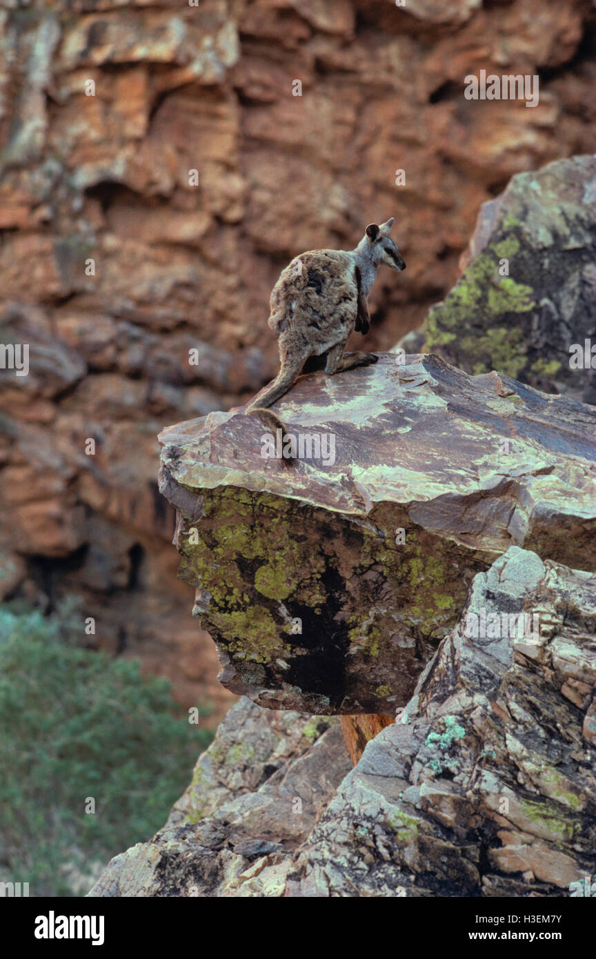 Negro-flanqueado rock-wallaby (petrogale lateralis). Simpsons Gap, West macdonnell national park, el Territorio del Norte, Australia Foto de stock