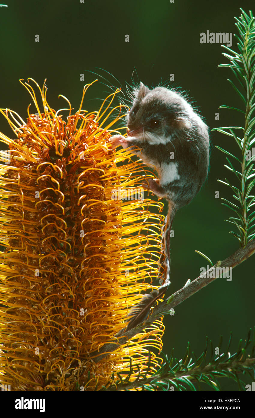 Feathertail glider (acrobates pygmaeus), alimentándose de banksia flor (banksia ericifolia). Foto de stock
