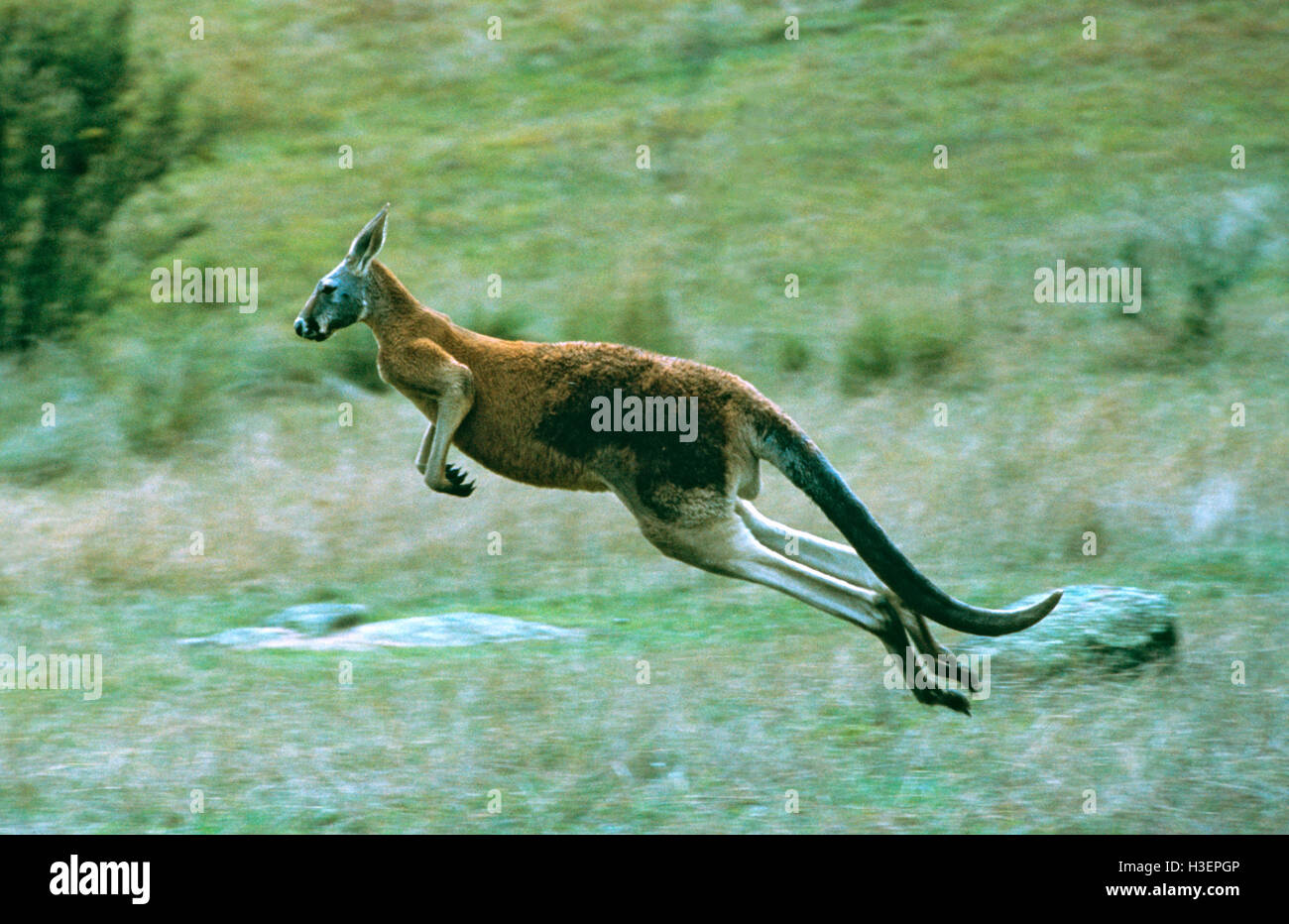 Canguro rojo (macropus rufus), saltando. Foto de stock