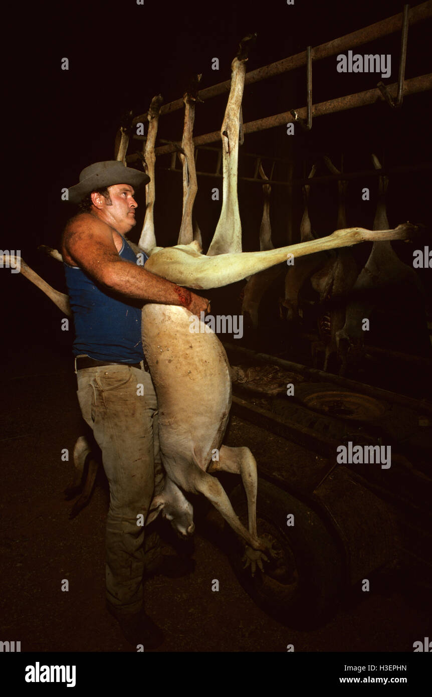 Licencia shooter canguro colgar macho grande canguro rojo que acaba de disparo. Los cazadores tienen licencia para sacrificar a la población canguro en un esfuerzo Foto de stock