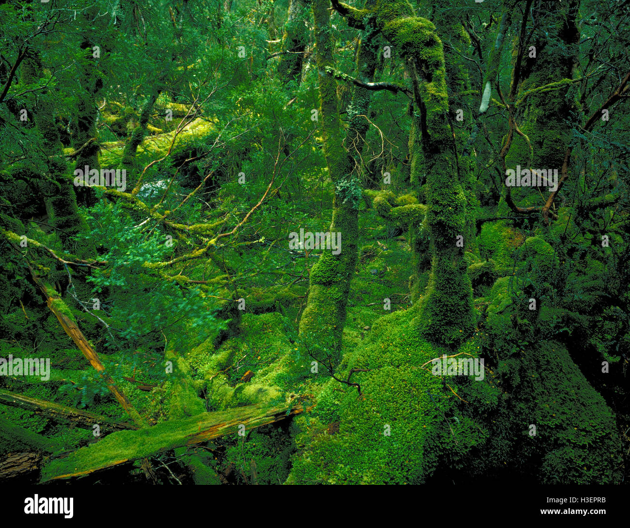 Myrtle beech (Nothofagus cunninghamii) en el bosque lluvioso templado. Foto de stock