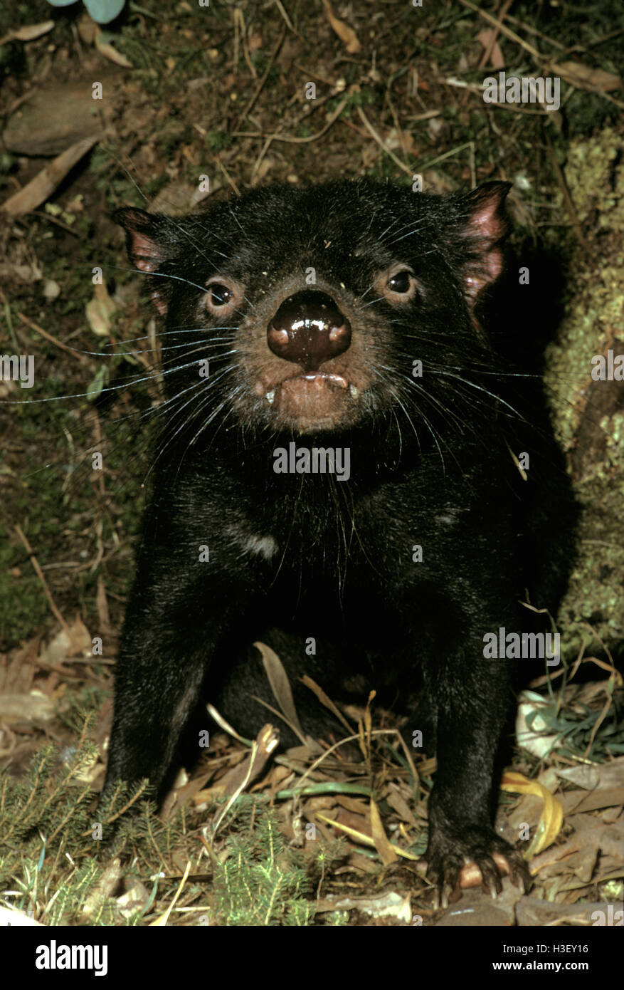 El diablo de Tasmania (sarcophilus harrisii) Foto de stock
