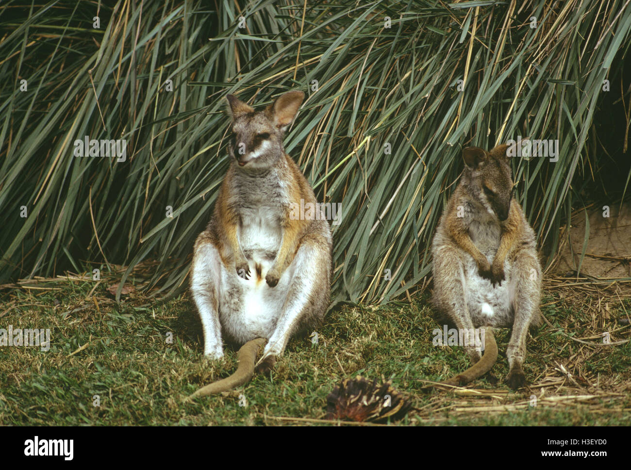 Rayas negras wallaby (macropus dorsalis) Foto de stock