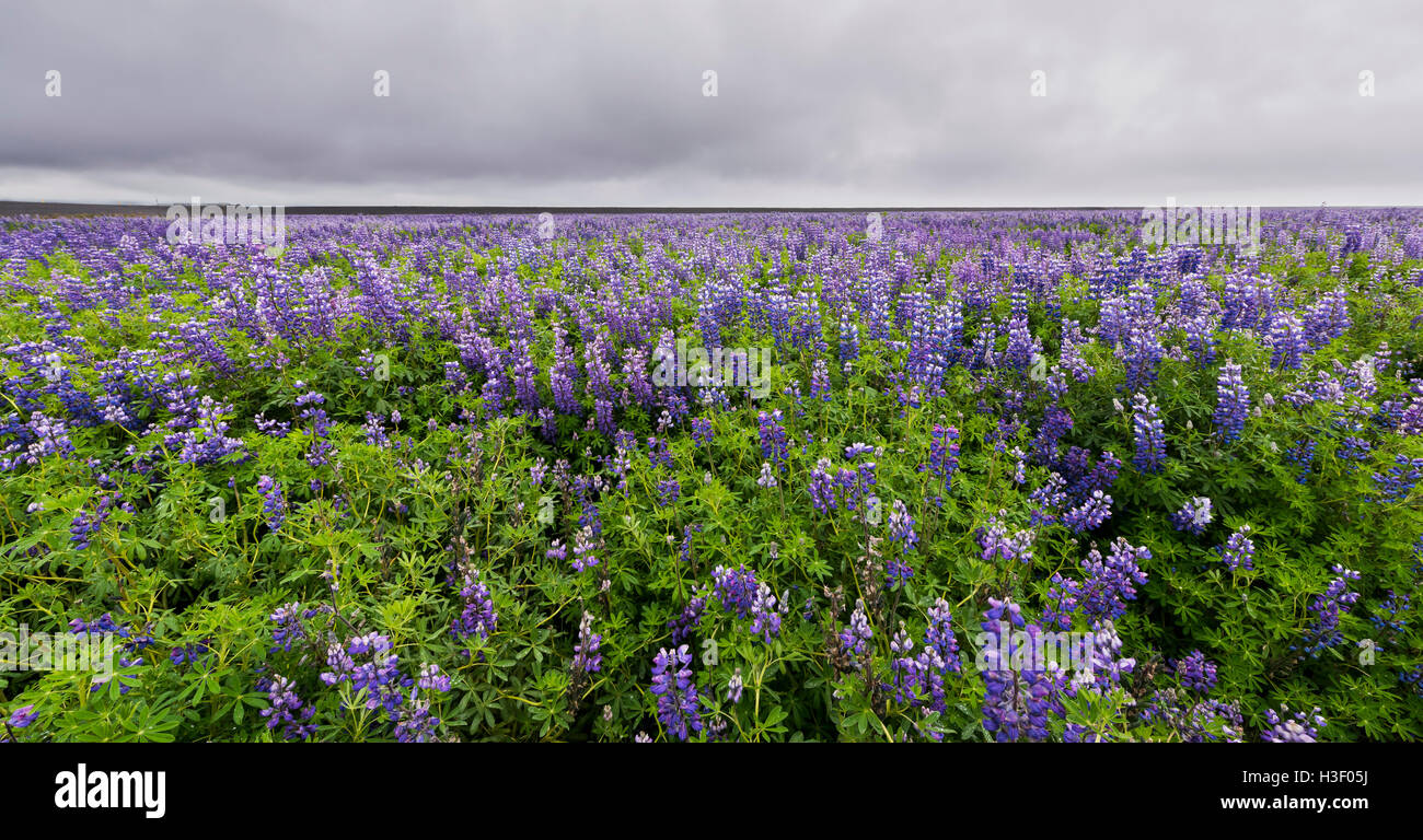 Gran campo de flor morada lupino cerca de Vik en Islandia Fotografía de stock - Alamy Gran campo de flor morada lupino cerca de Vik en Islandia Fotografía de stock - Alamy