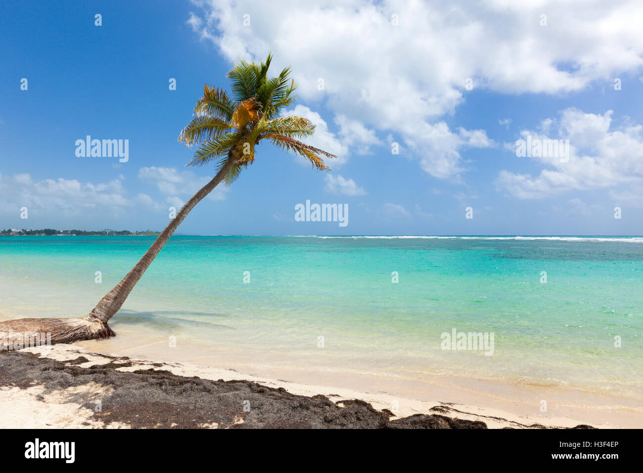 Sola palmera en la playa del Mar Caribe, Guadalupe Foto de stock