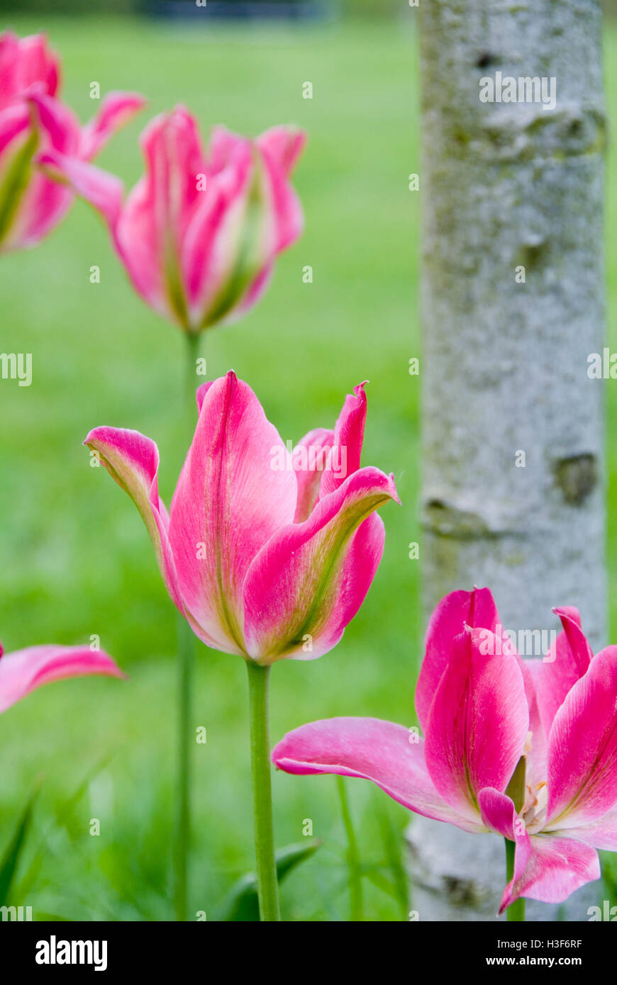 Hermosa primavera tulip en flor, Meersbrook Park, Sheffield, Reino Unido. Foto de stock