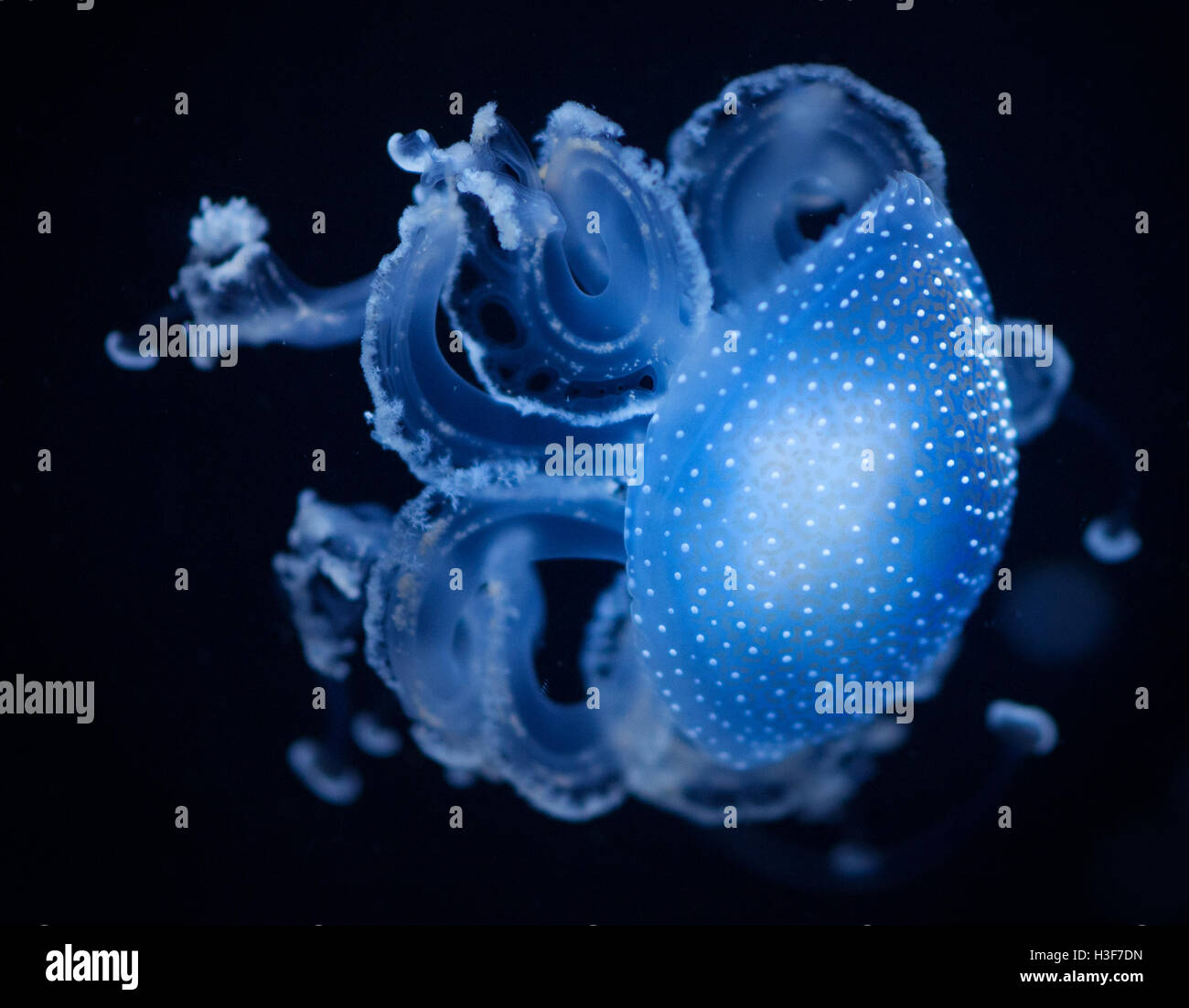Un primer plano de un disparo medusa azul Foto de stock