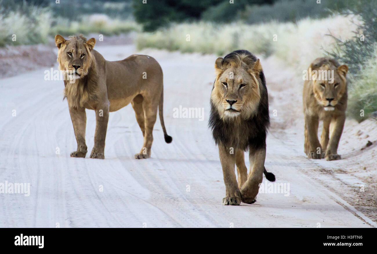 Tres Leones macho caminando por una calle en un parque de juegos en África Foto de stock