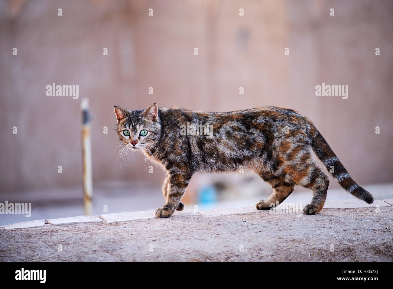 Irán, en la provincia de Yazd, Yazd, la gata sobre el tejado Foto de stock