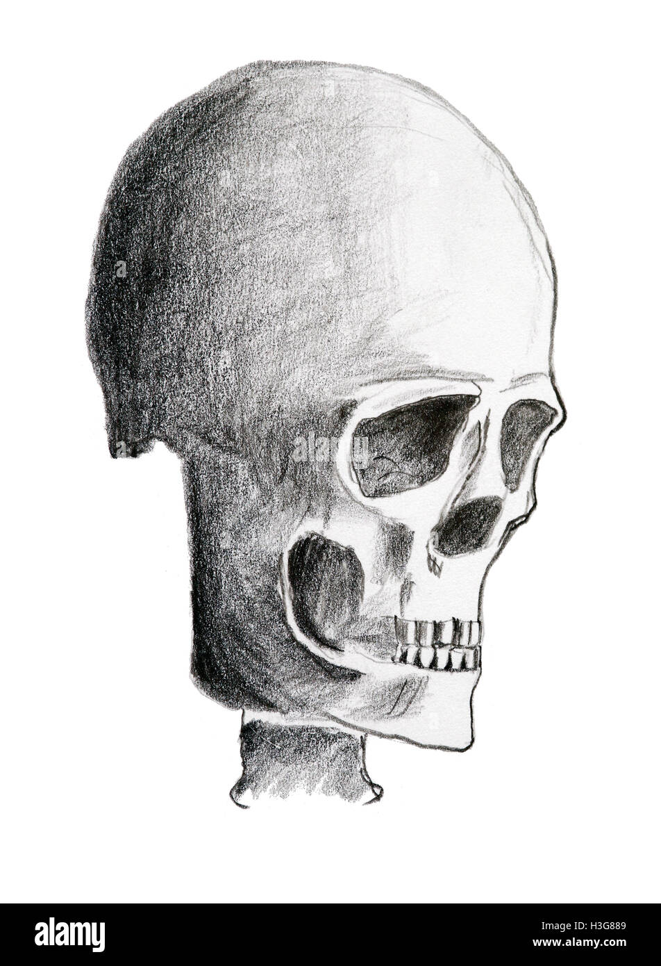Dibujo a mano alzada del cráneo - lápiz sobre papel Fotografía de stock -  Alamy
