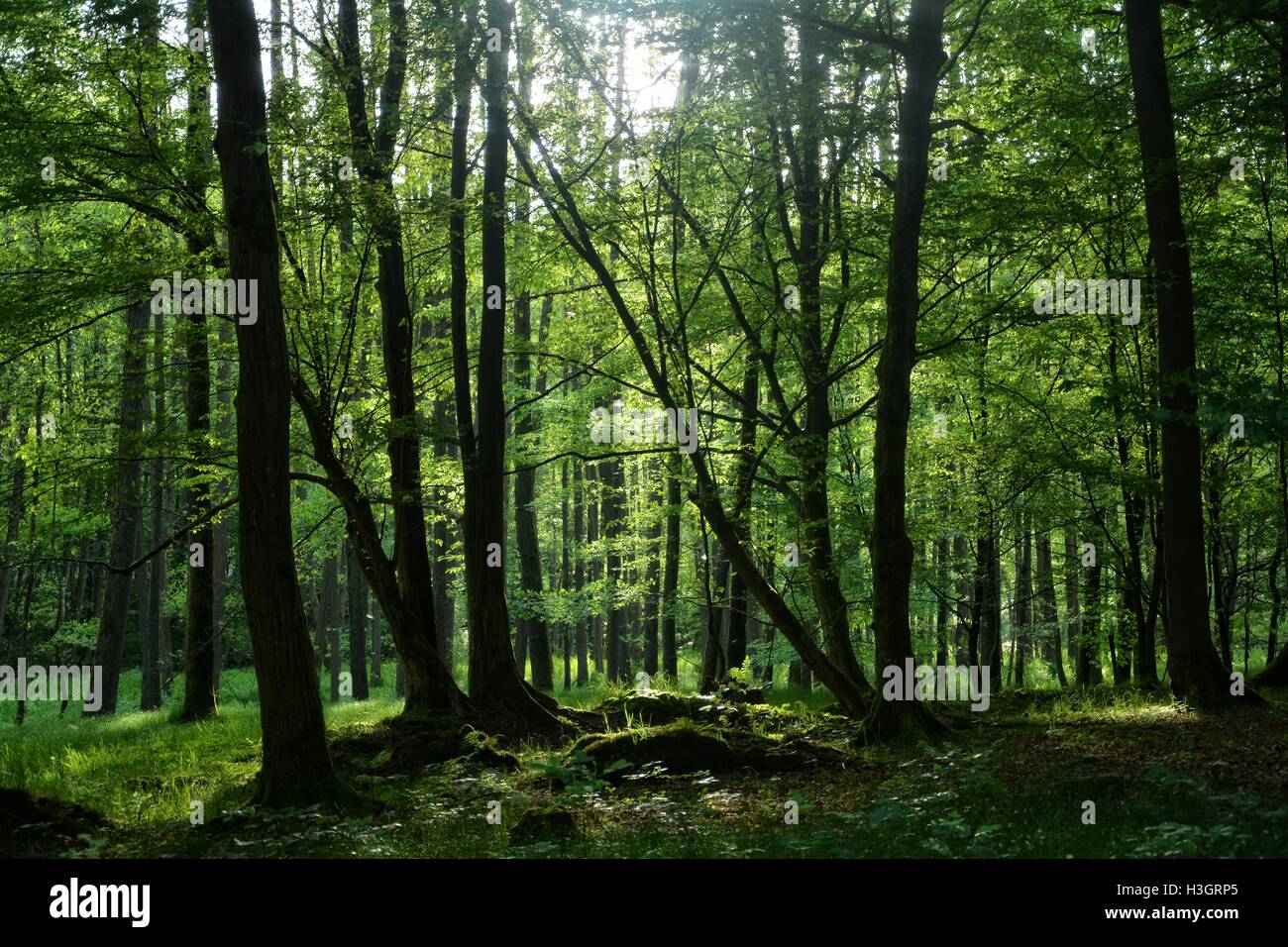 Amanecer detrás de bosque verde Foto de stock