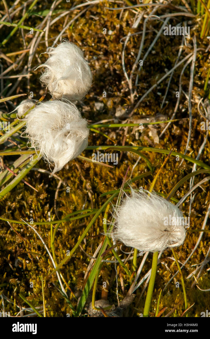 Eriophorum scheuchzeri, Arctic Cottongrass en Dolerittneset, Svalbard, Noruega Foto de stock