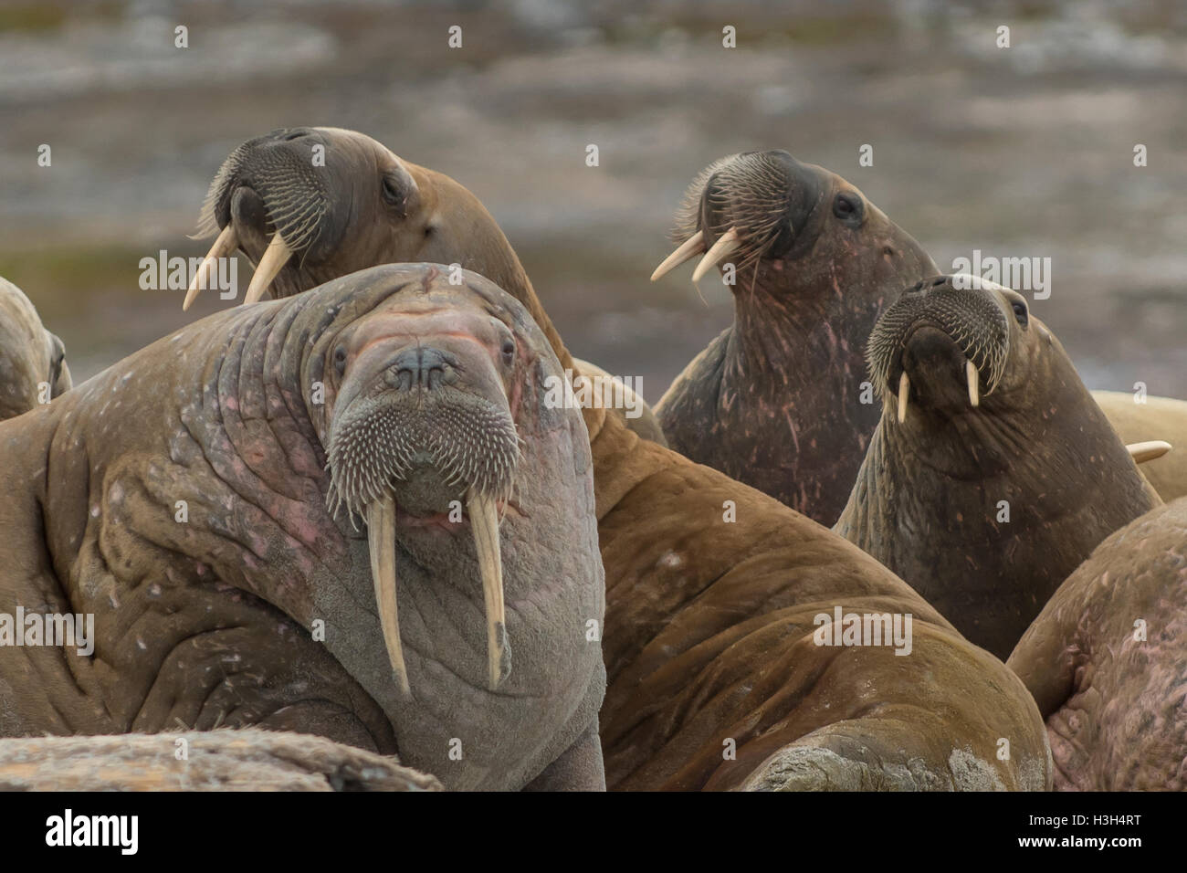 Morsas, Odobenus rosmarus, Svalbard, Noruega Foto de stock