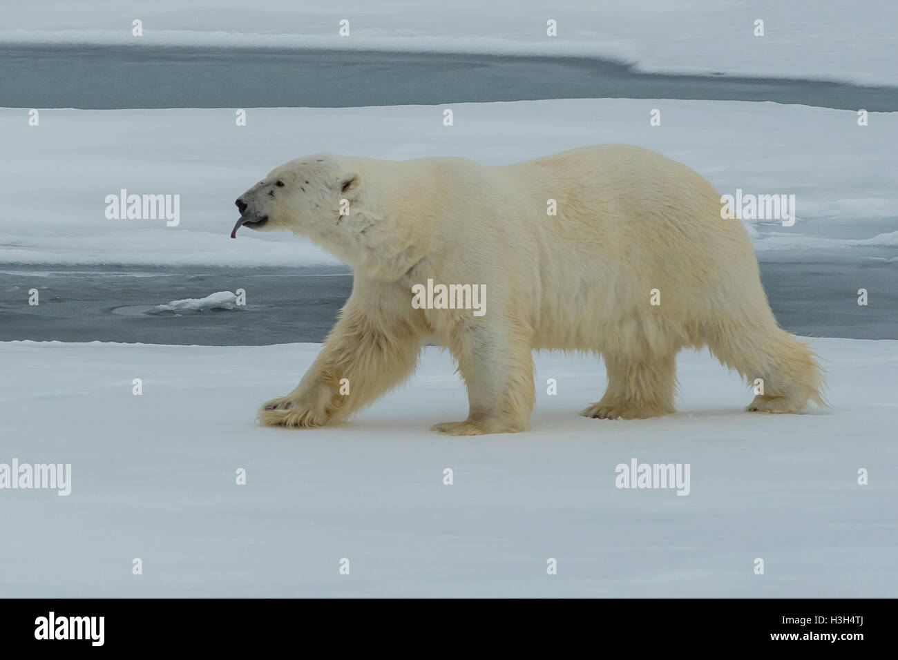 El oso polar, el Ursus maritimus en bloques de hielo, Svalbard, Noruega Foto de stock