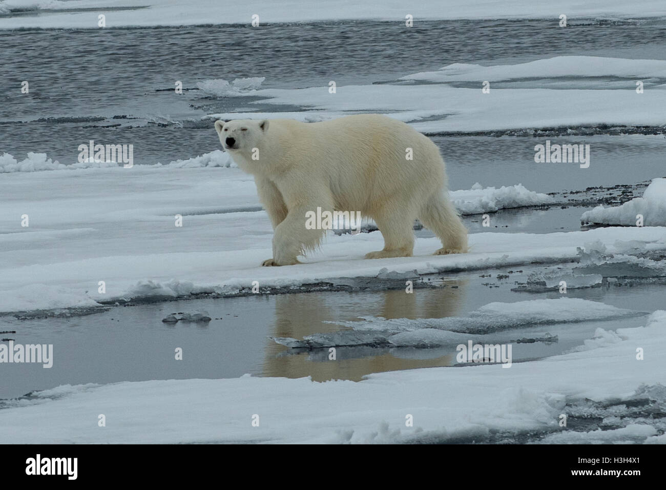 El oso polar, el Ursus maritimus sobre hielo cerca de Svalbard, Noruega Foto de stock