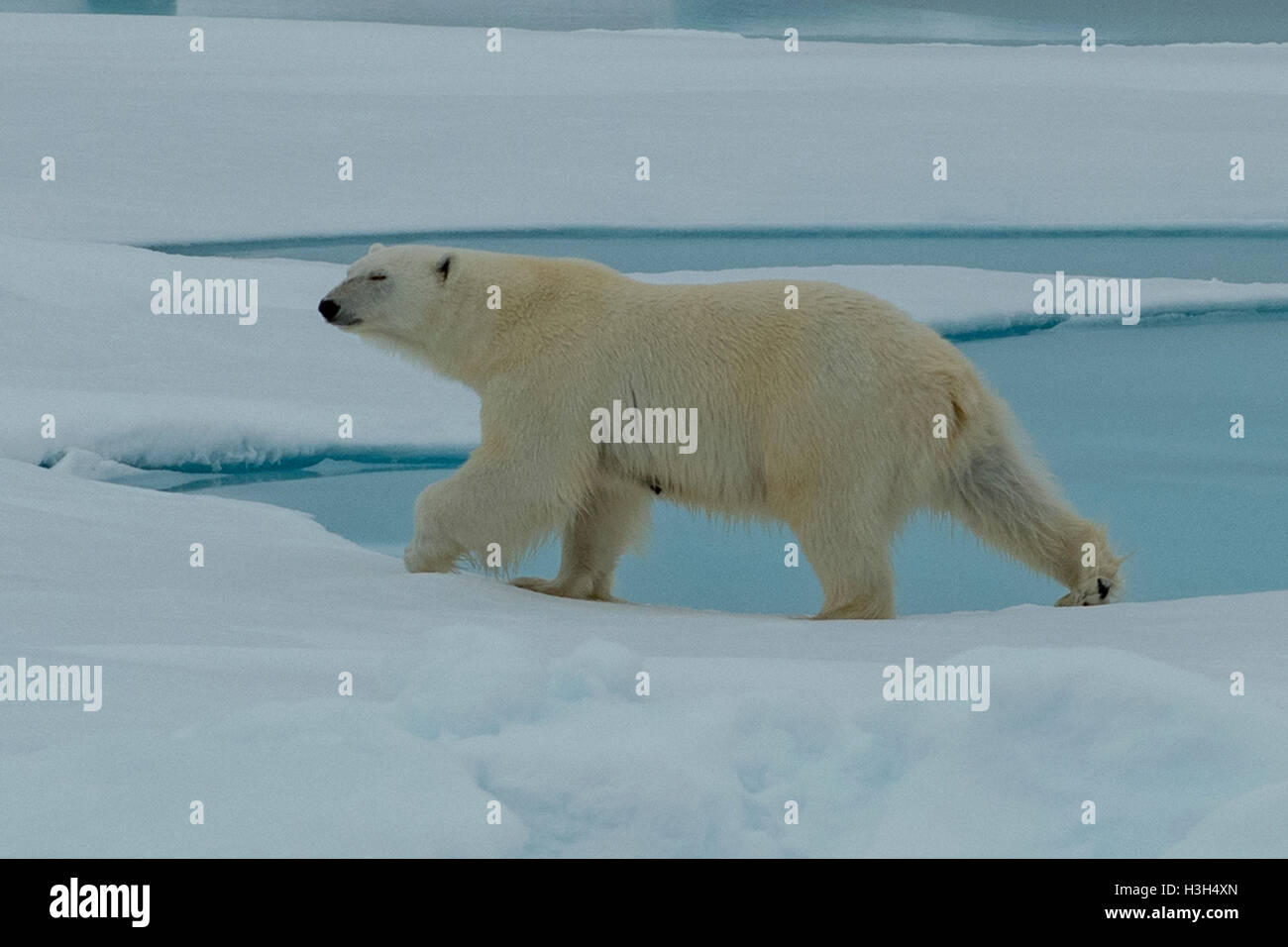 El oso polar, el Ursus maritimus sobre hielo cerca de Svalbard, Noruega Foto de stock
