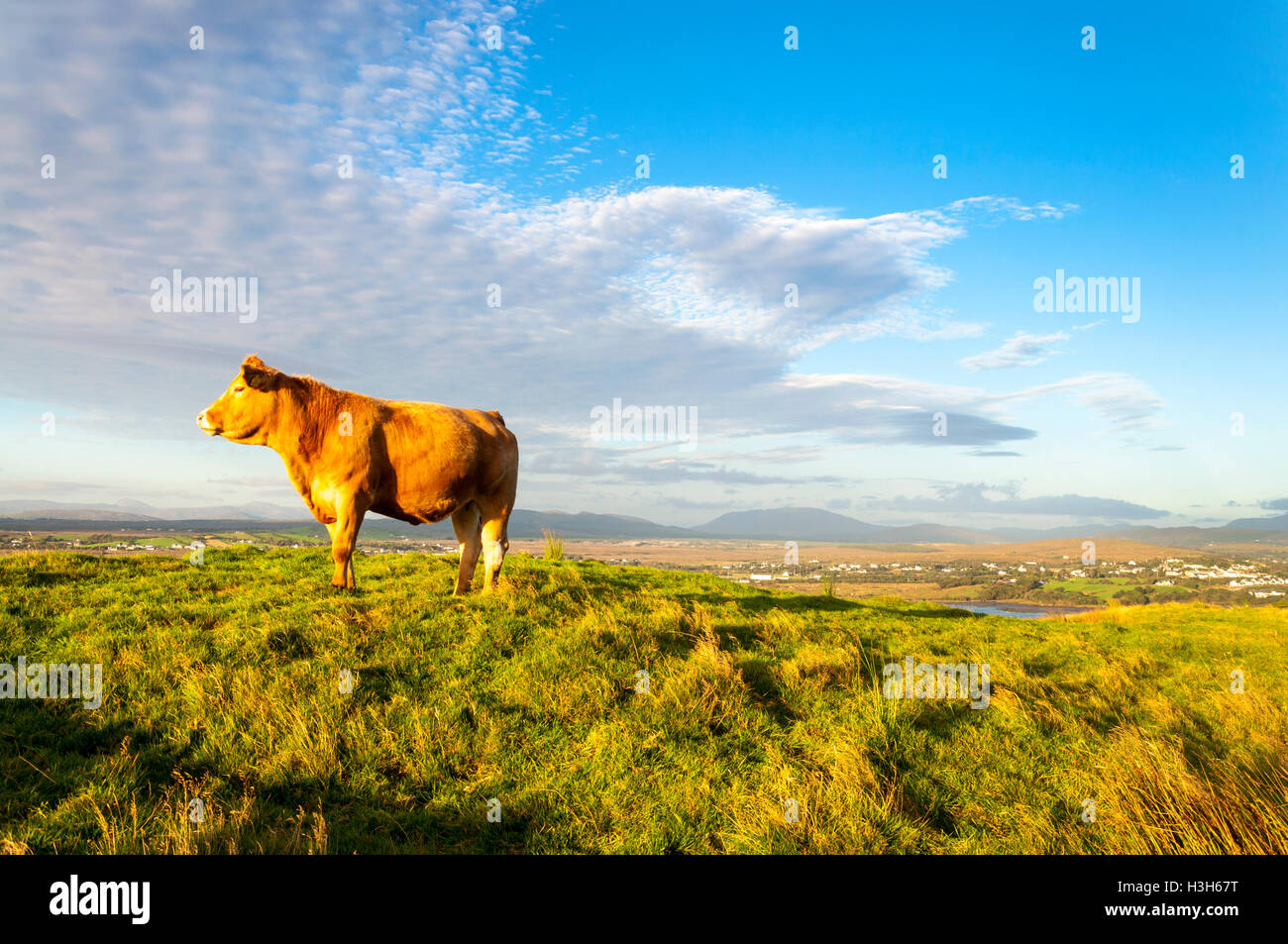 Limousin ganado vacuno cerca de Ardara, Condado de Donegal, Irlanda Foto de stock