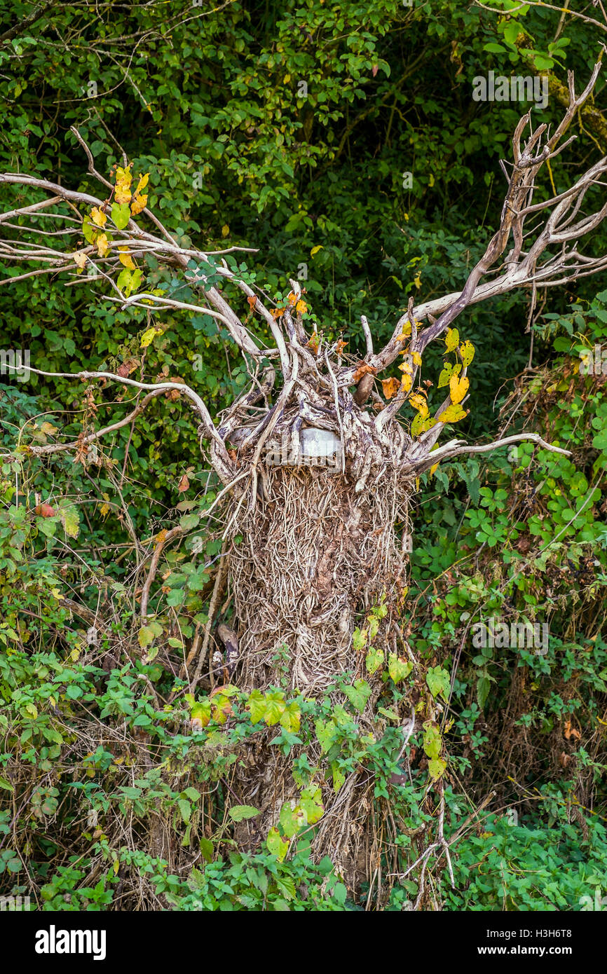 Árbol Muerto mirando como un ciervo con astas - Francia. Foto de stock