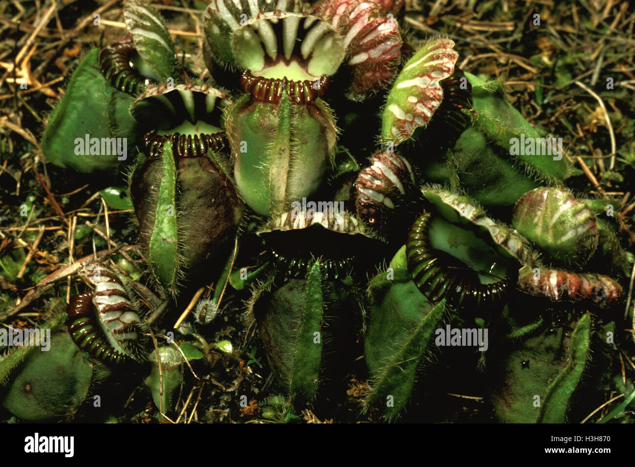 La lanzadora de Albany (planta Cephalotus folicular) Foto de stock