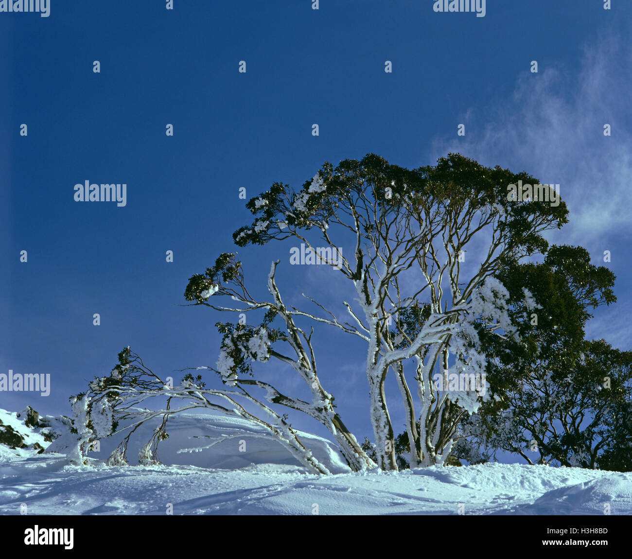 Snow gum (Eucalyptus pauciflora) Foto de stock