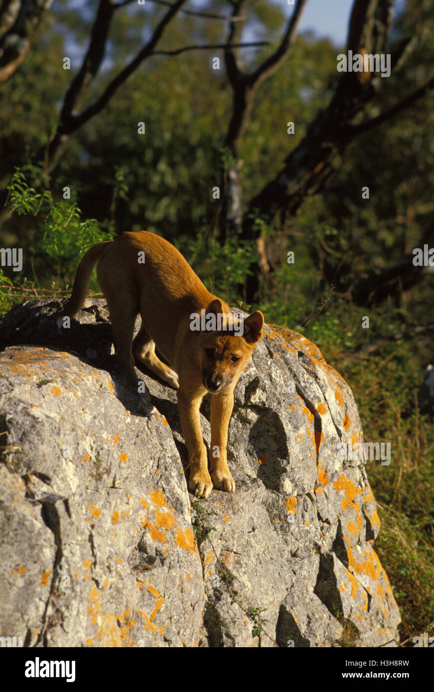 Dingo (Canis dingo) Foto de stock