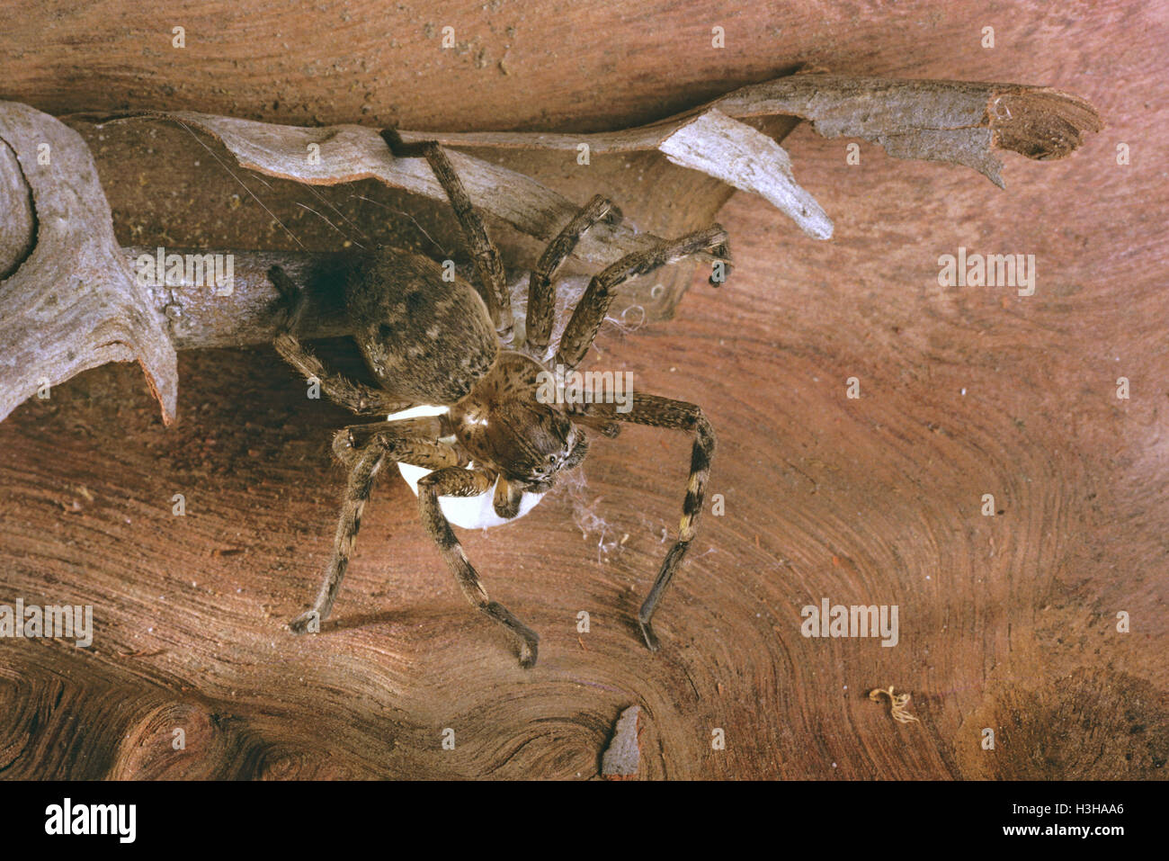 Monograma hermosa araña huntsman (neosparassus calligaster) Foto de stock