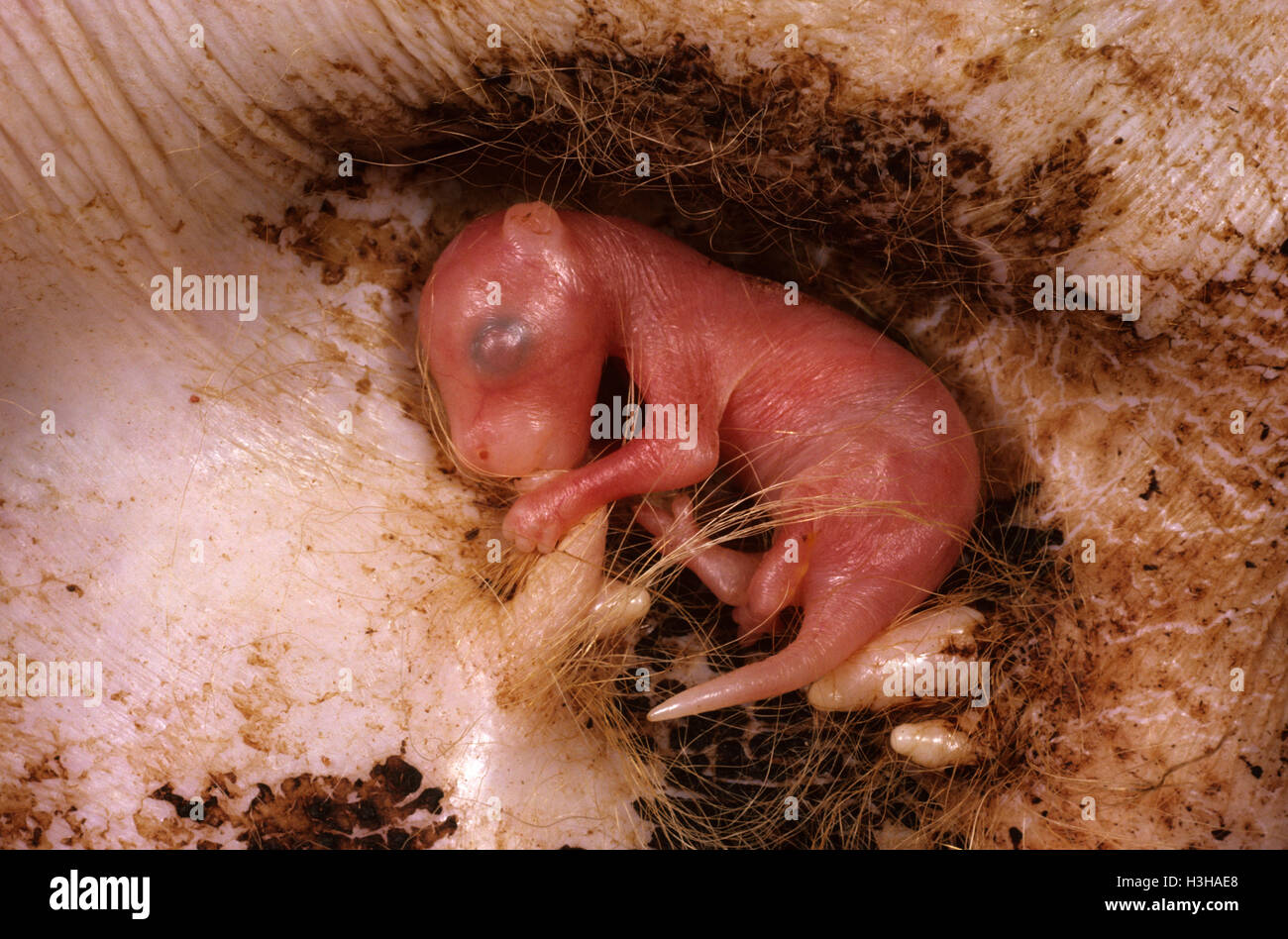 Canguro rojo (macropus rufus), joven aproximadamente tres semanas, dentro de la bolsa adjunta a la tetina. Foto de stock
