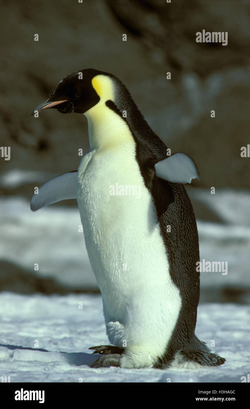 El pingüino Emperador (aptenodytes forsteri) Foto de stock