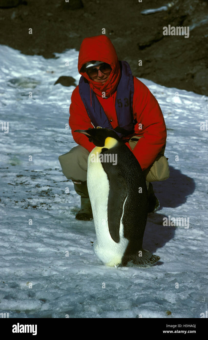 El pingüino Emperador (aptenodytes forsteri) Foto de stock