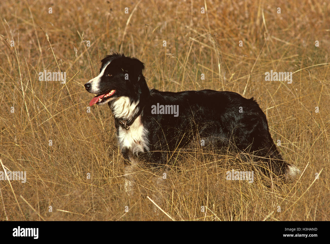 Perro doméstico (Canis familiaris) Foto de stock
