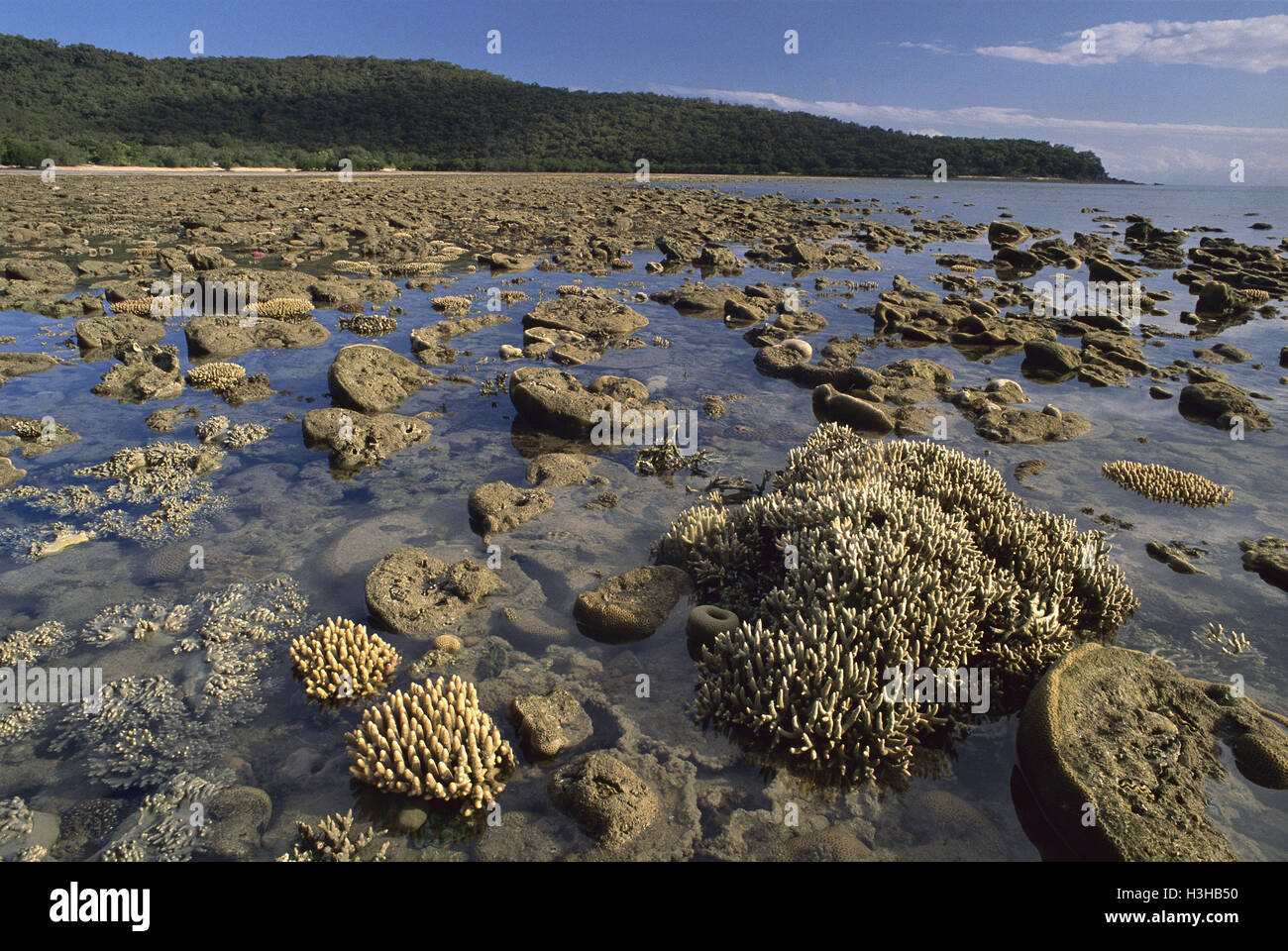 Los corales duros y blandos expuestos en la marea baja. Foto de stock