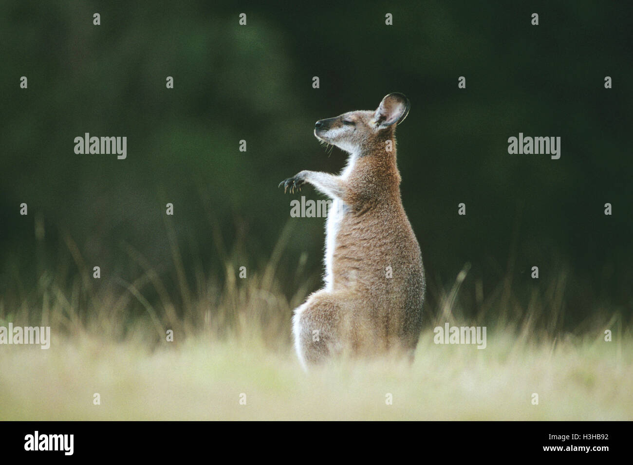 Wallaby de cuello rojo (macropus rufogriseus banksianus) Foto de stock