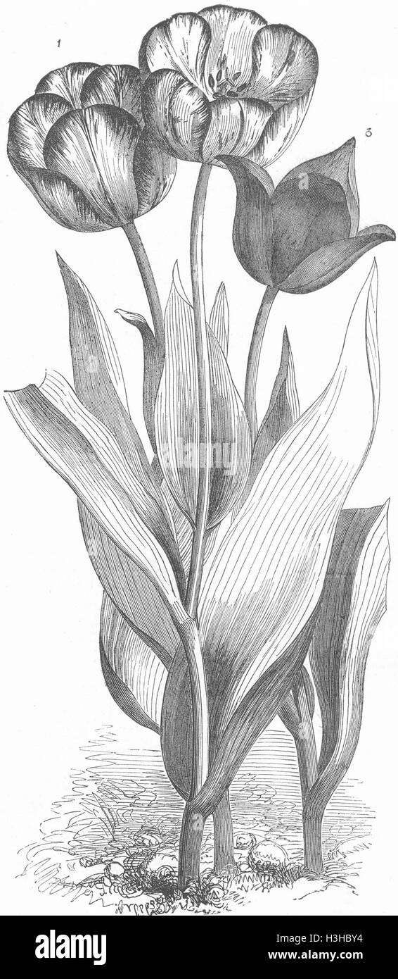 Los tulipanes plántula; plumas; Bizard Levant Tulip 1851. Illustrated London News Foto de stock