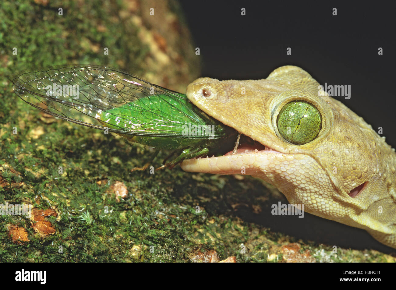 Smith's green-eyed Gekko gecko (smithii) Foto de stock