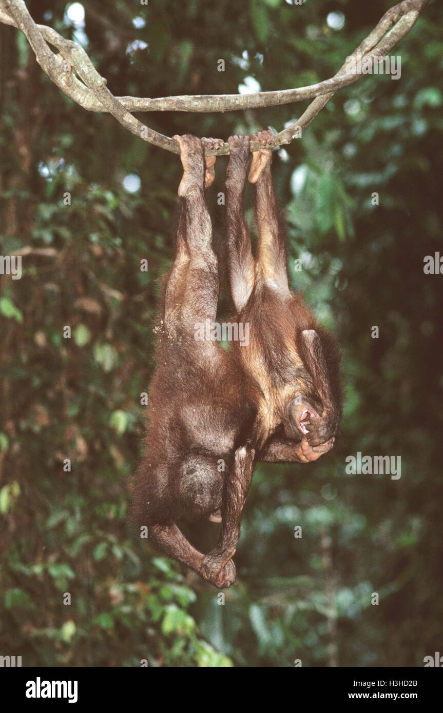 Bornean orangután (Pongo pygmaeus) Foto de stock
