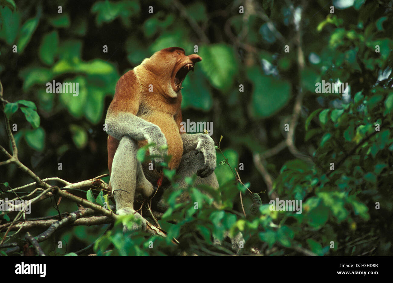 Probóscide mono (Nasalis larvatus), macho adulto bostezar, sentado en el árbol del Río Kinabatangan, Sabah, Borneo, Malasia Foto de stock